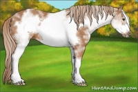 Horse Color:White Spotted Chestnut Sabino Frame 