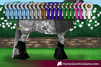 Horse Color:ERROR: UNKNOWN ANOMALY