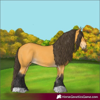 Horse Color:Buckskin Rabicano 