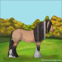 Horse Color:Bay Dun Sabino Tobiano  and Bay Dun Sabino Tobiano 