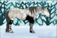 Horse Color:White Spotted Bay Ice Splash Tobiano 