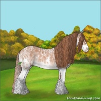 Horse Color:White Spotted Bay Splash Appaloosa and Chestnut Ice Sabino Splash