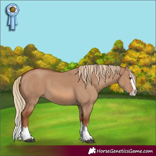 Horse Color:Red Dun Splash 