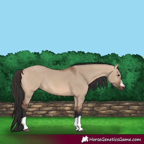Horse Color:Bay Dun Rabicano 