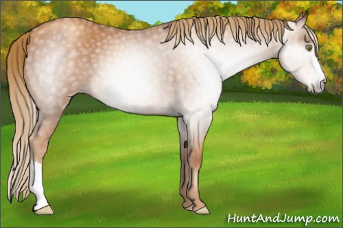 Horse Color:Gray Gold Champagne