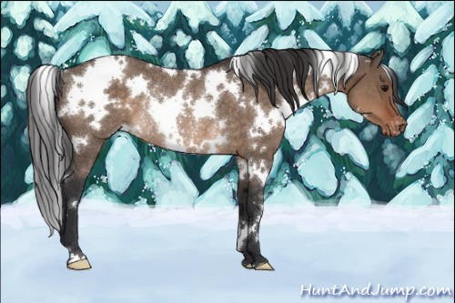 Horse Color:White Spotted Brown Dun Appaloosa Rabicano 