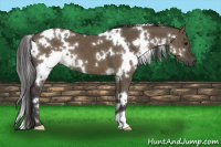 Horse Color:White Spotted Smoky Grullo 