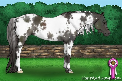 Horse Color:White Spotted Smoky Black