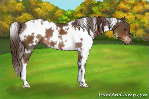 Horse Color:White Spotted Liver Chestnut 
