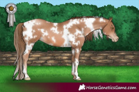 Horse Color:White Spotted Liver Chestnut Pearl 