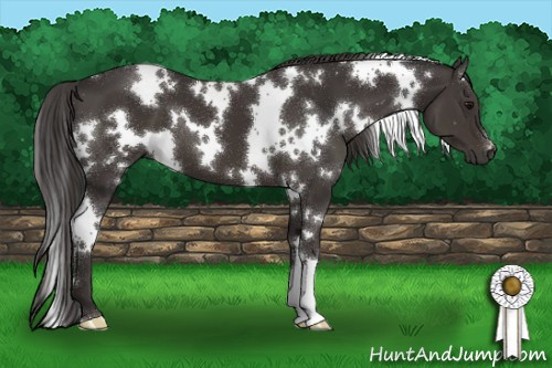Horse Color:White Spotted Smoky Black 