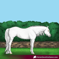 Horse Color:Gray Amber Champagne 