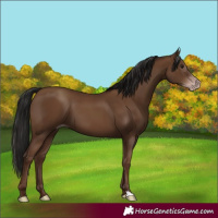 Horse Color:Gray Classic Champagne 