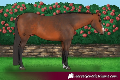 Horse Color:Bay Splash Frame Rabicano