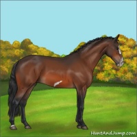 Horse Color:Bay Splash Frame Rabicano 
