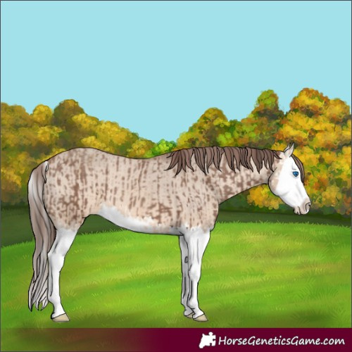 Horse Color:Classic Champagne Splash  and Bay Dun Splash Appaloosa 