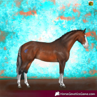 Horse Color:Bay Splash Rabicano