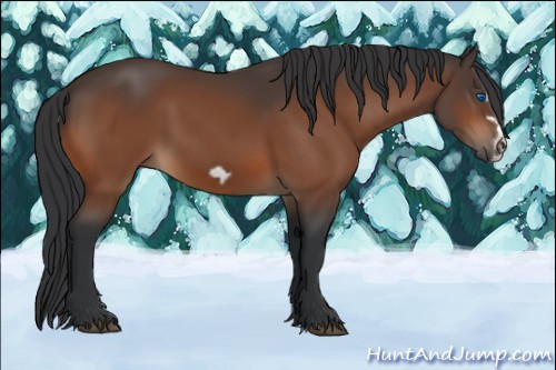 Horse Color:Bay Splash Frame Rabicano