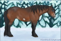 Horse Color:Bay Splash Frame Rabicano