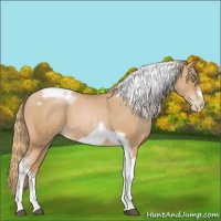 Horse Color:Red Roan Pearl Tobiano Frame 