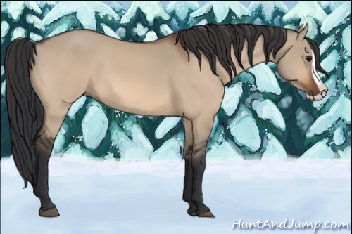 Horse Color:Bay Dun Splash Rabicano 