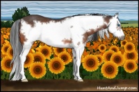 Horse Color:Bay Splash Frame Rabicano