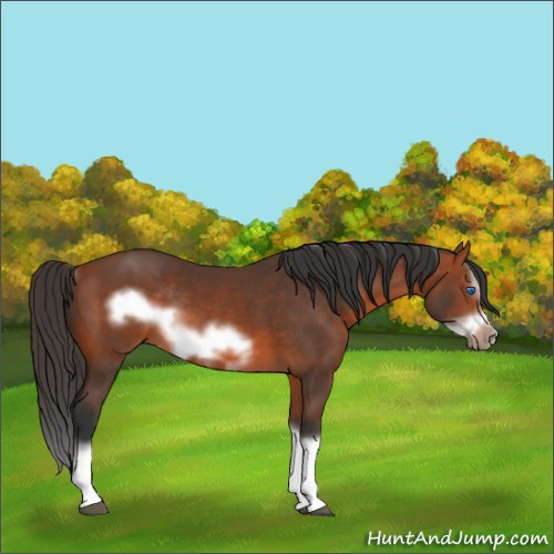 Horse Color:Bay Splash Frame Rabicano