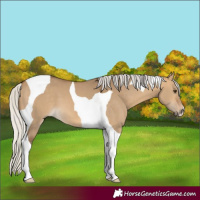 Horse Color:Silver Buckskin Dun Tobiano