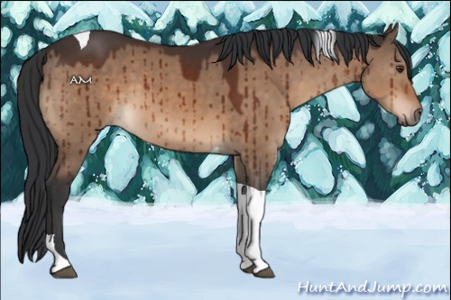 Horse Color:Brown Dun Tobiano Brindle 