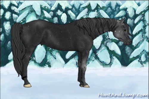 Horse Color:Void Blue Roan 