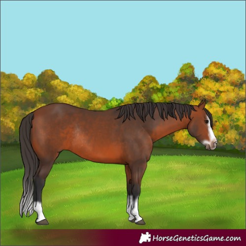 Horse Color:Bay Splash Frame Rabicano 