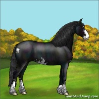 Horse Color:Midnight Blue Roan Sabino 