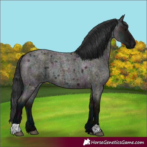 Horse Color:Midnight Grullo Roan