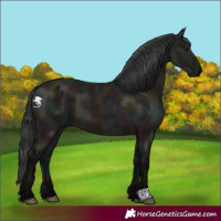 Horse Color:Midnight Grullo 