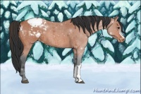 Horse Color:Bay Roan Appaloosa 