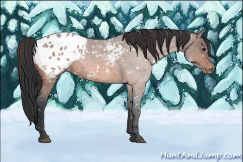 Horse Color:Bay Roan Sabino Appaloosa