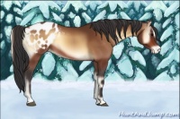 Horse Color:Bay Onyx Sabino Appaloosa 