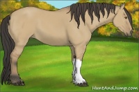 Horse Color:Buckskin Dun