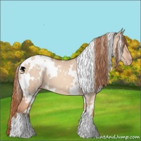 Horse Color:White Spotted Gold Champagne Dun 