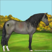 Horse Color:Grullo 