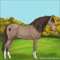 Horse Color:Classic Champagne 
