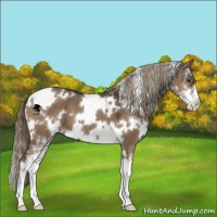 Horse Color:White Spotted Liver Red Dun Sabino 