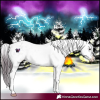 Horse Color:White Spotted Bay Onyx Appaloosa Rabicano 