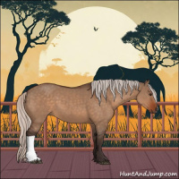 Horse Color:Silver Bay Dun 