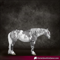 Horse Color:White Spotted Silver Buckskin Chinchilla 