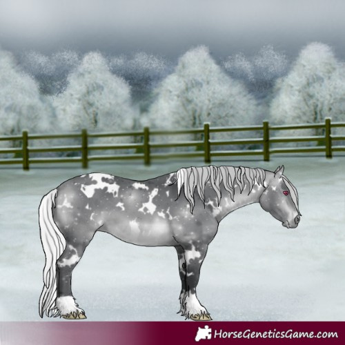 Horse Color:White Spotted Silver Bay Chinchilla 