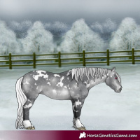Horse Color:White Spotted Silver Bay Chinchilla 