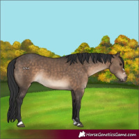 Horse Color:Brown Dun 
