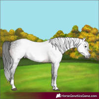 Horse Color:Gray Brown Splash Frame Rabicano
