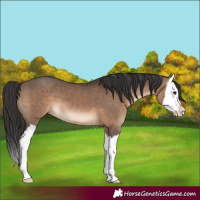 Horse Color:Brown Dun Splash 